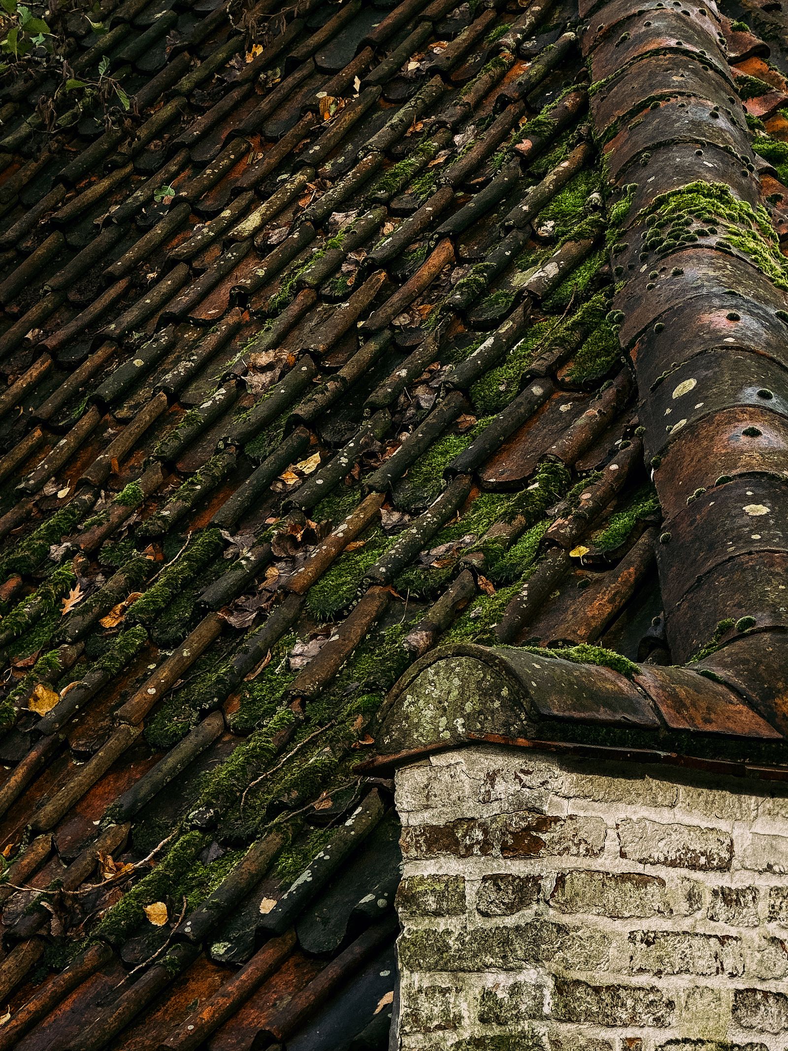 Aged roof tiles with moss build up