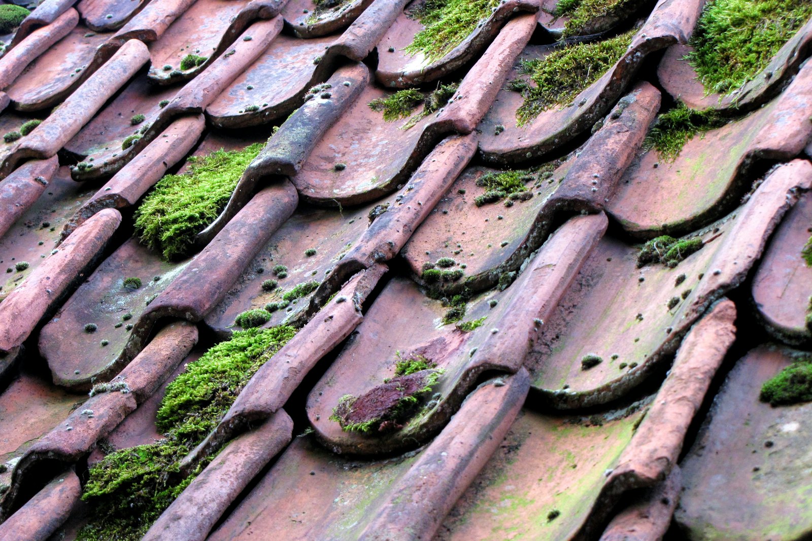 Moss growing between old roof tiles